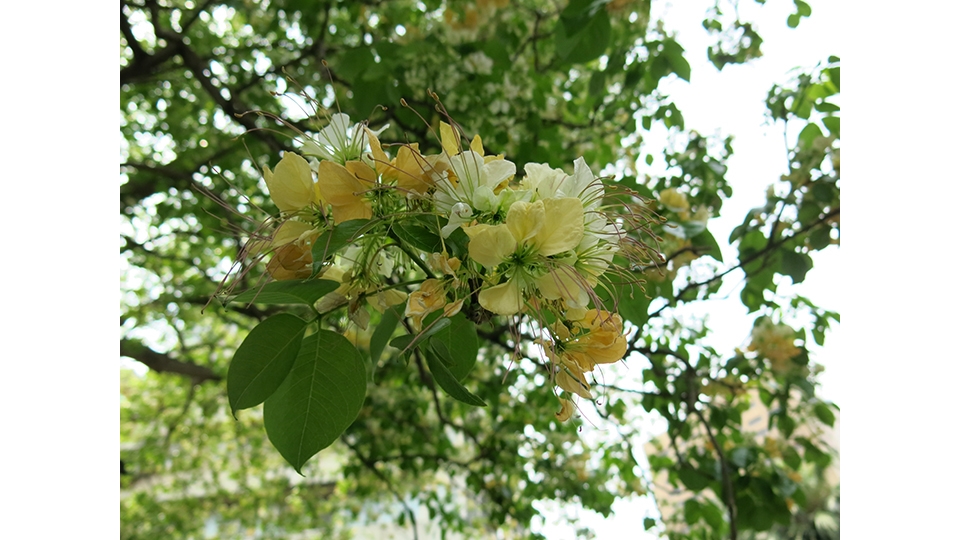 春天來臨，綻放於溫州公園的魚木之。 